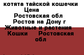 котята тайской кошечки › Цена ­ 8 000 - Ростовская обл., Ростов-на-Дону г. Животные и растения » Кошки   . Ростовская обл.